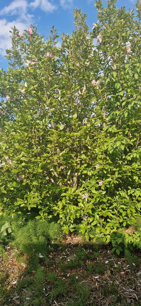 Prachtige Magnolia Boom - Bloeiende Blikvanger, Tuin en Terras, Overige soorten, Lente, 250 tot 400 cm, Ophalen