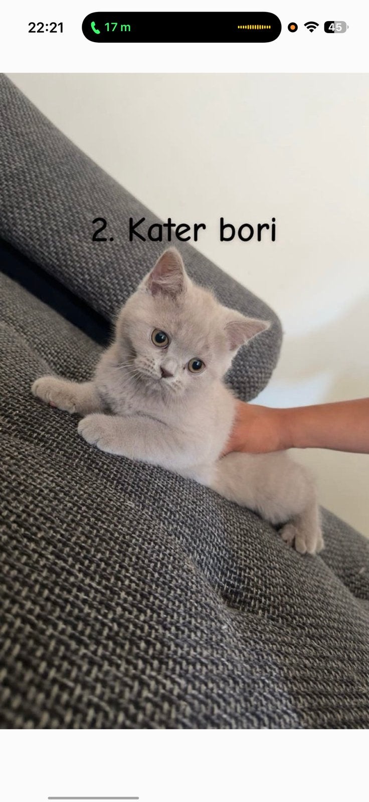 Britse korthaar kittens, Dieren en Toebehoren, Katten en Kittens | Raskatten | Korthaar, Meerdere dieren, Met stamboom, 0 tot 2 jaar
