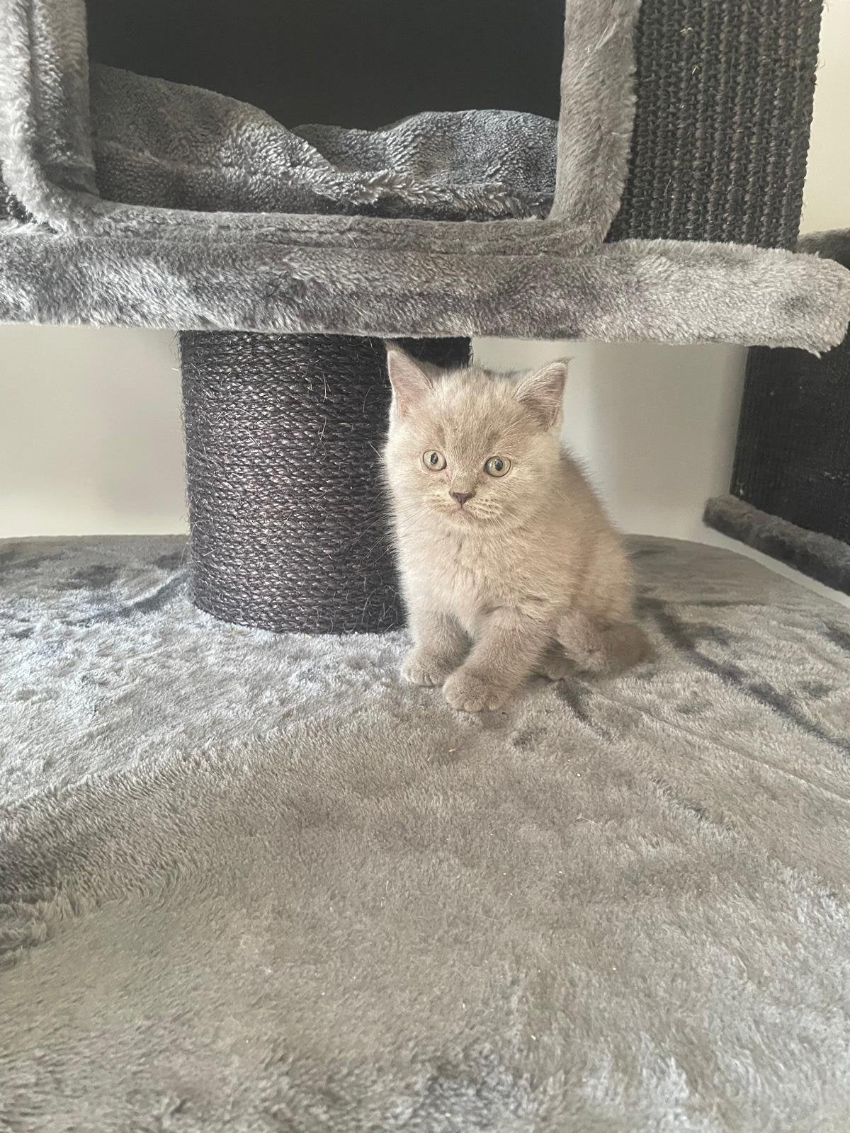 Britse korthaar kittens mogen gelijk weg !, Meerdere dieren, Ontwormd