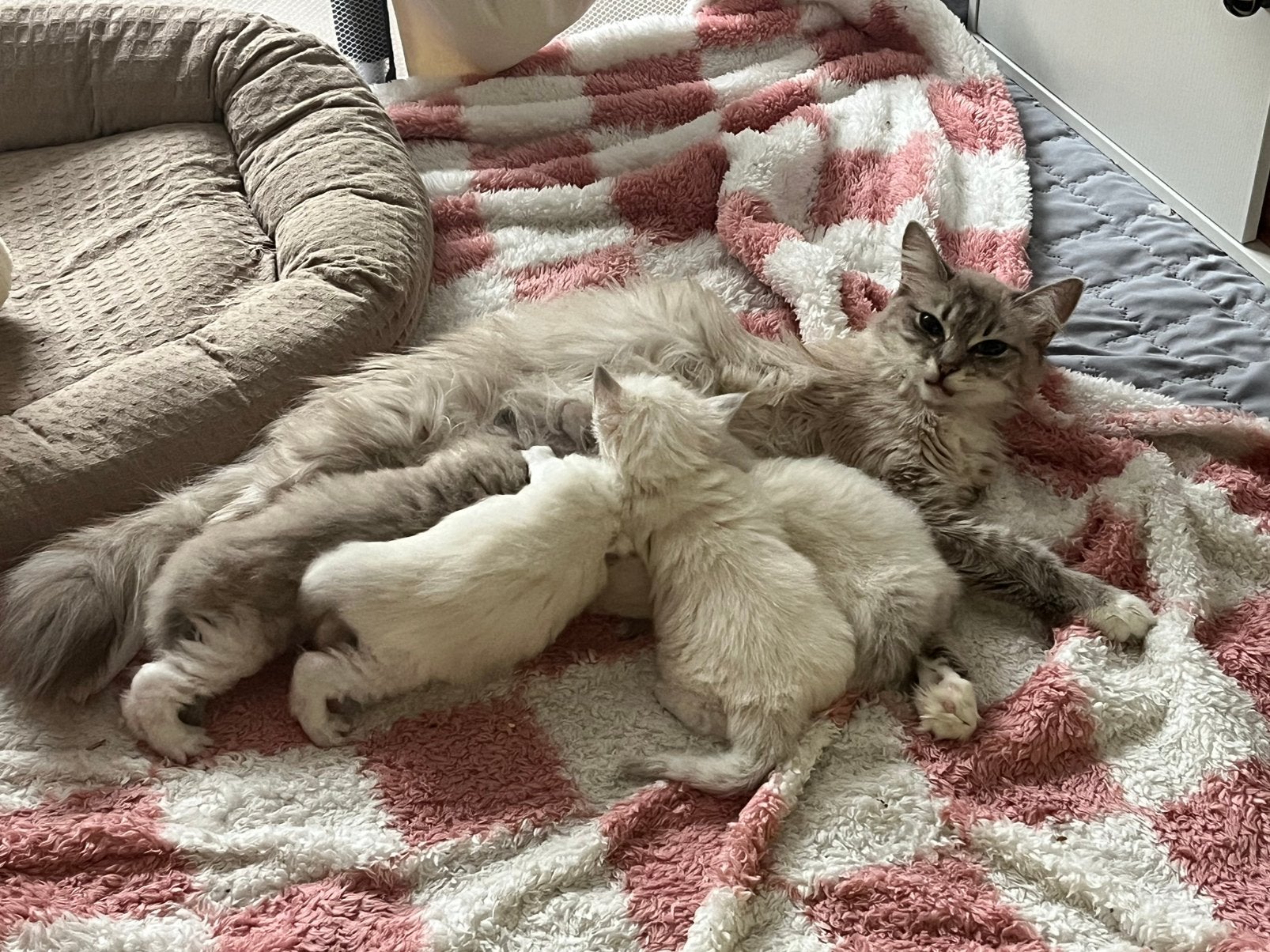Prachtige ragdoll kittens allemaal gereserveerd, Meerdere dieren, Ontwormd