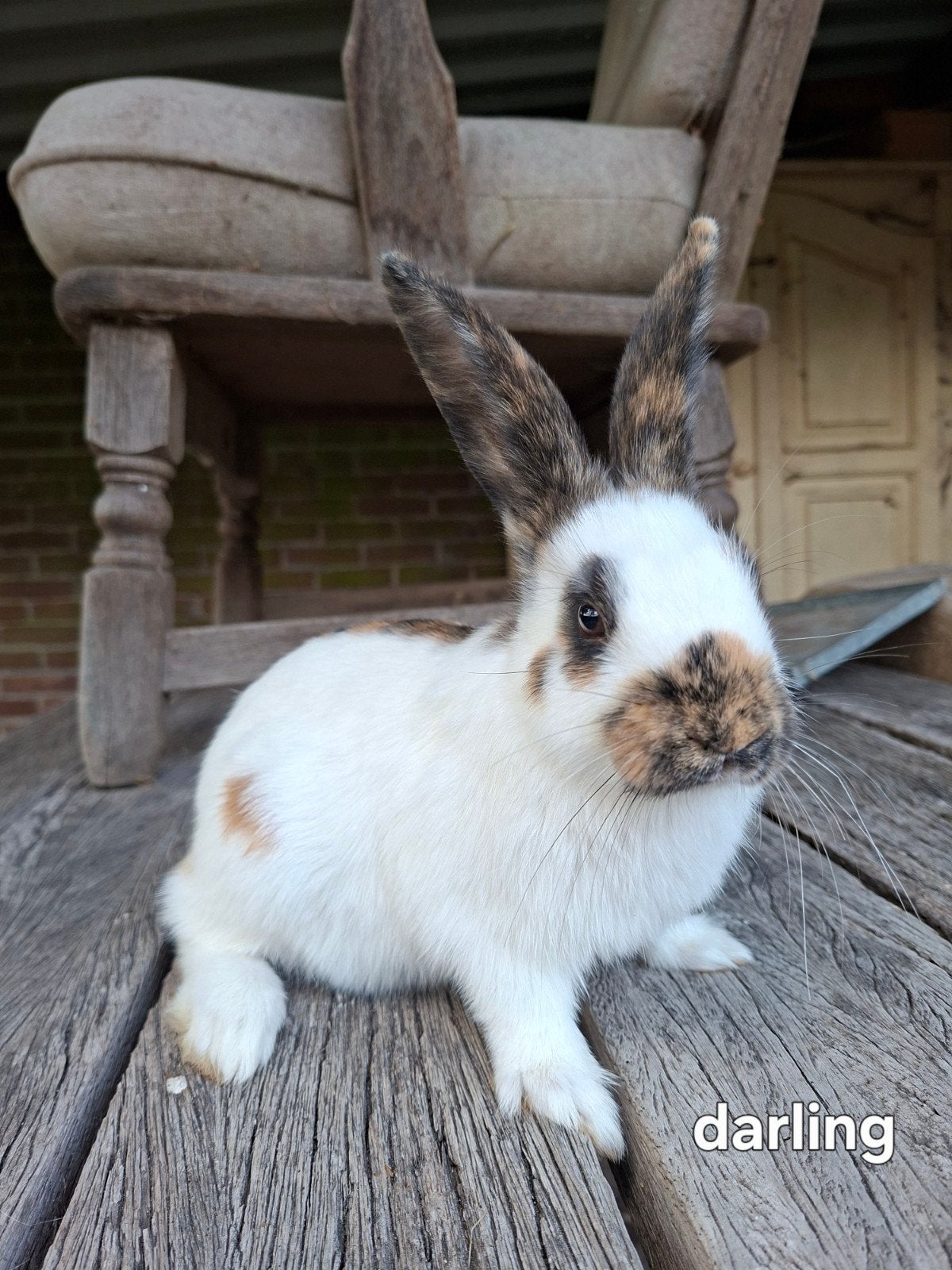 lief jong rijnlander rammelaar konijntje, Dieren en Toebehoren, Konijnen, Meerdere dieren, Middelgroot, 0 tot 2 jaar