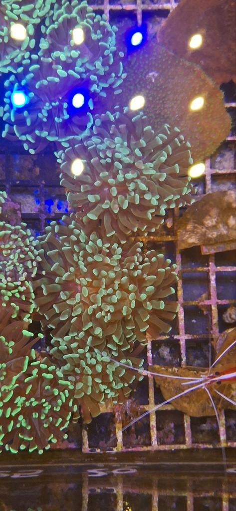 Neongroen euphyllia koraal hamerkoraal, Overige typen