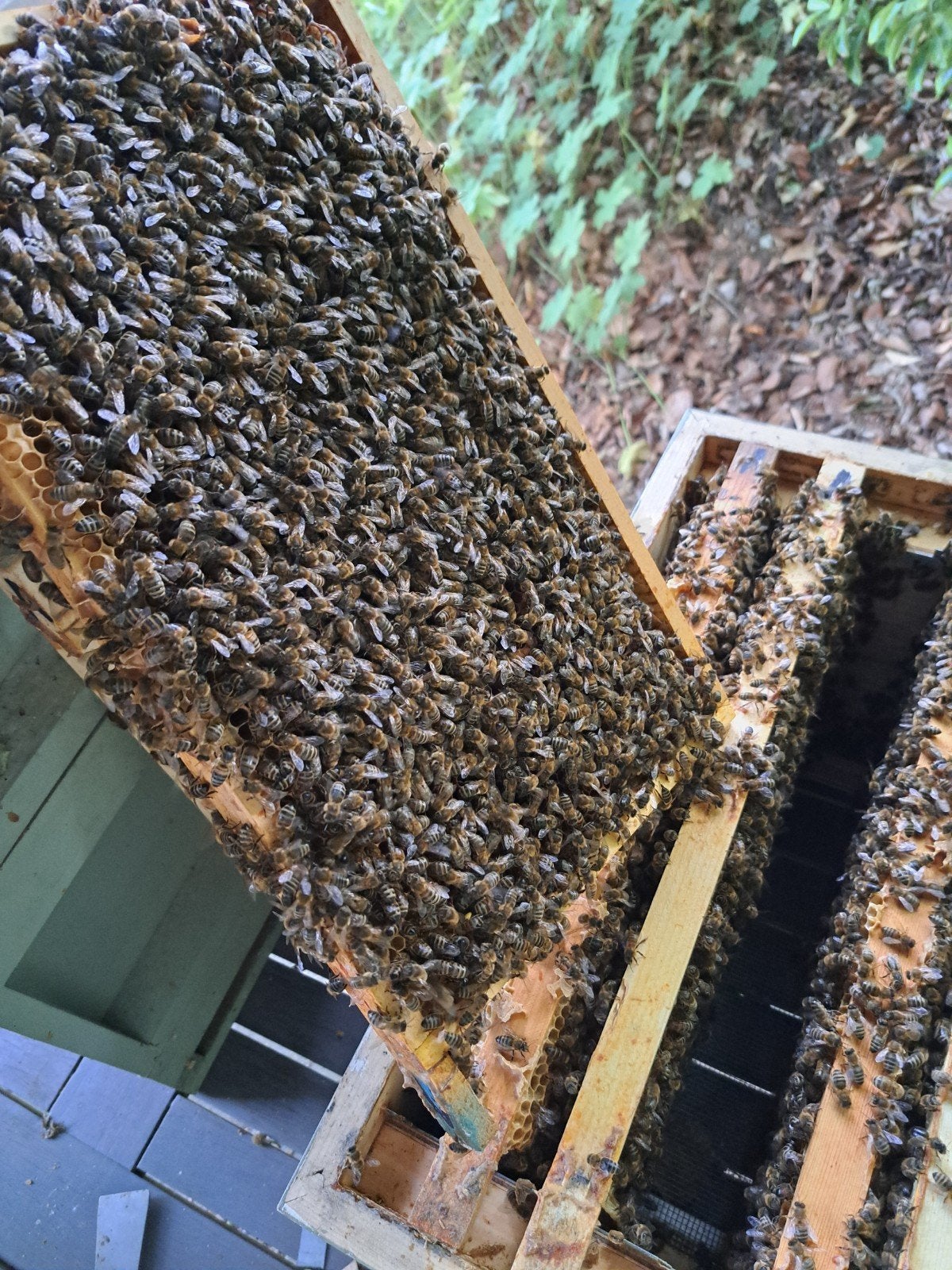 2 bijenvolken, Dieren en Toebehoren, Insecten en Spinnen, Bijen