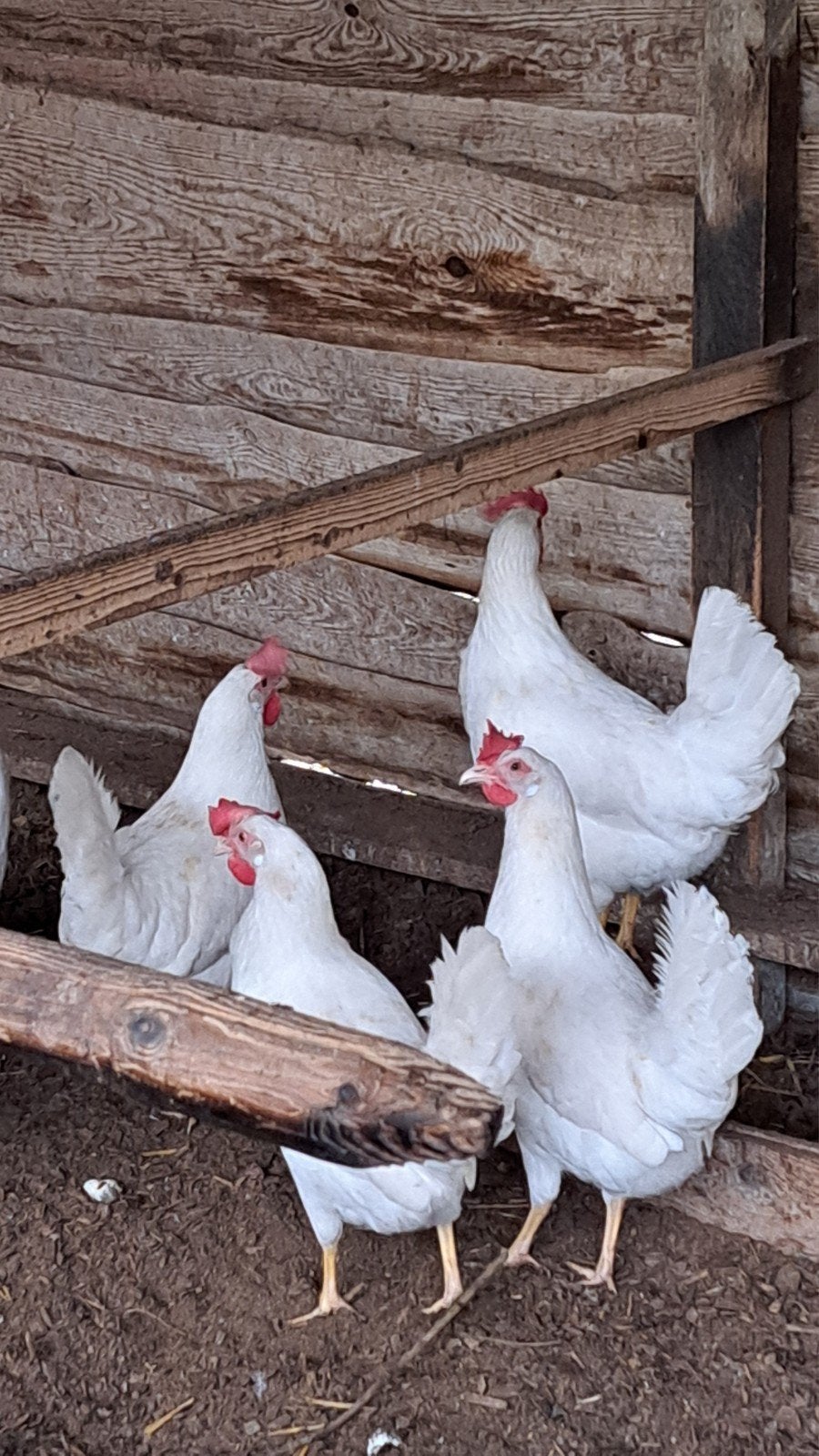 KIPPEN;Sibricht-Brahma's-Leghorns-Leghennen-zie advertentie, Dieren en Toebehoren, Meerdere dieren, Kip