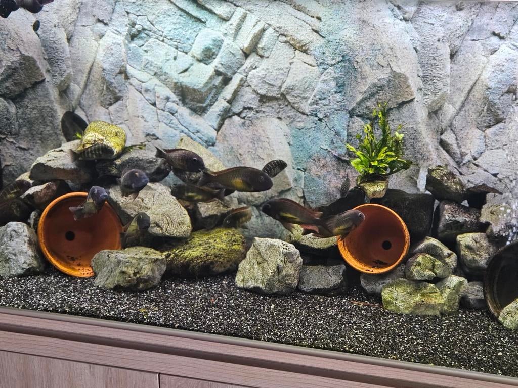 Tropheus Moorri red rainbow kambwimba groep, Dieren en Toebehoren, Vissen | Aquariumvissen, Vis