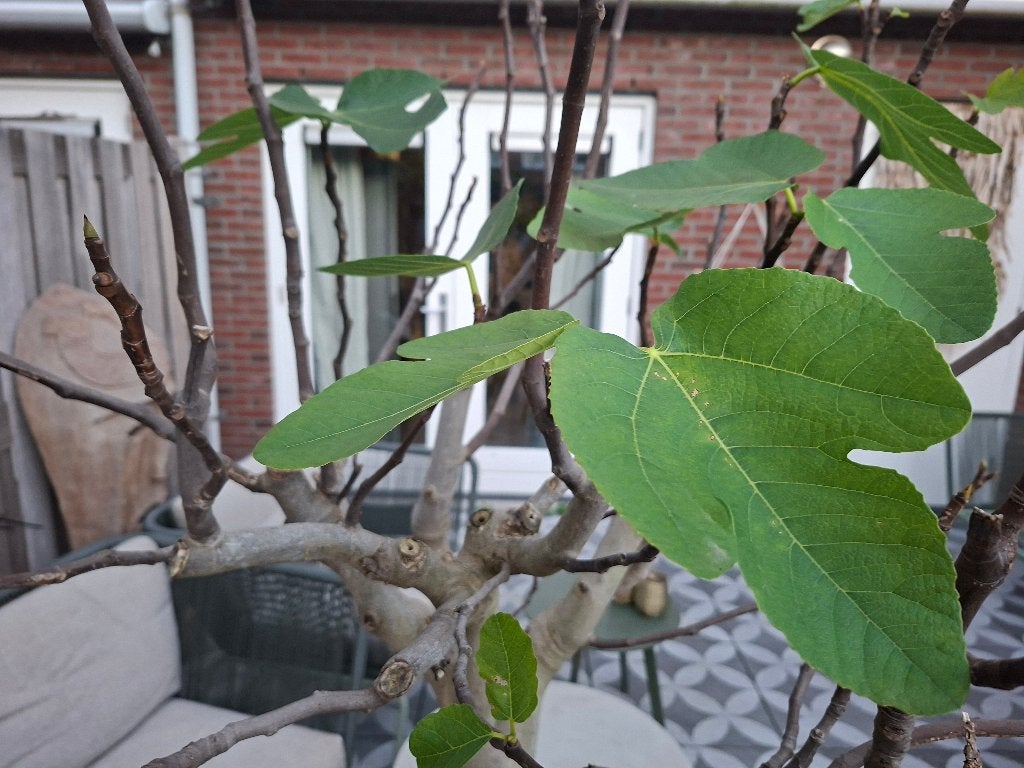 Vijgeboom vol met blad&knoppen  gekost 89.00  nu 59.00  !!!, Ophalen, In pot, 100 tot 250 cm, Zomer