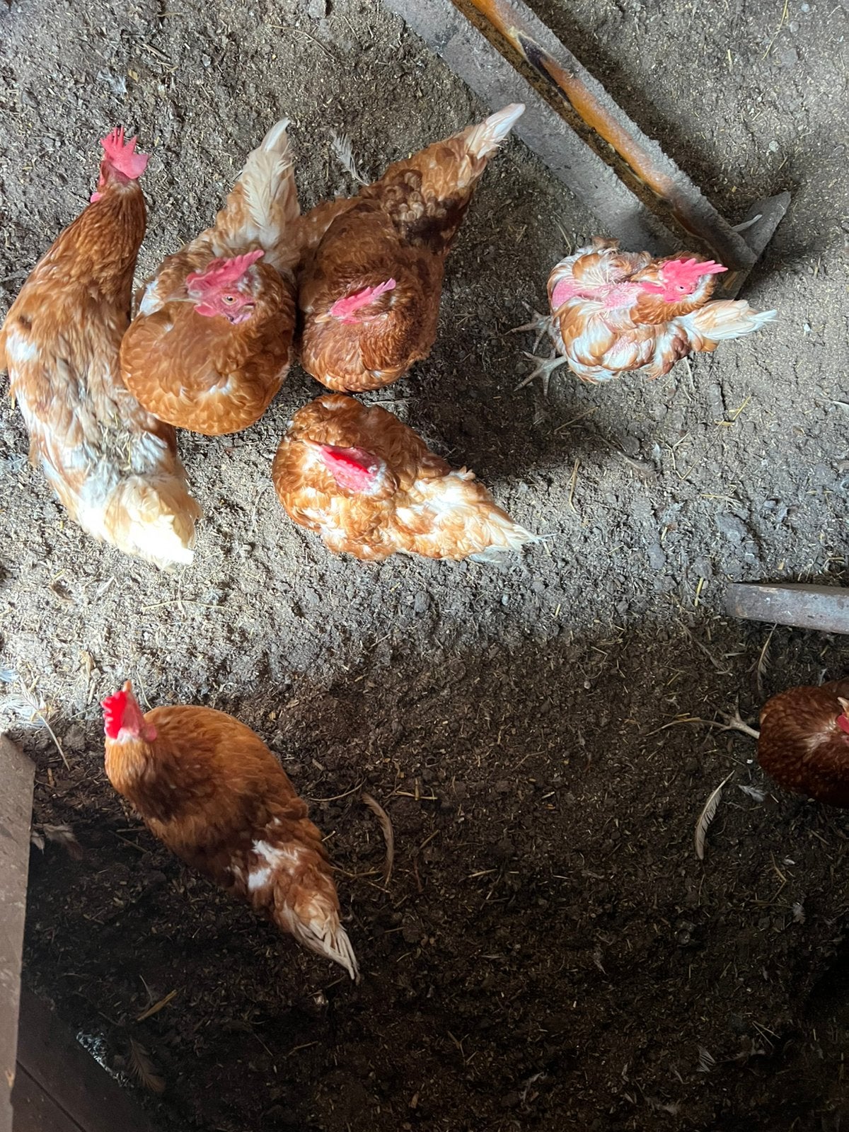 Kippen, Dieren en Toebehoren, Vrouwelijk, Kip
