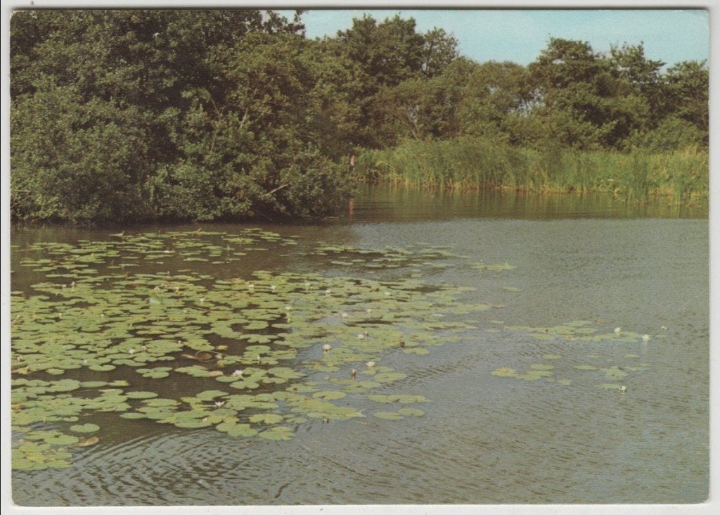 Eernewoude Natuur Pompebled 1981 gelopen, Verzenden, 1980 tot heden, Gelopen, Friesland