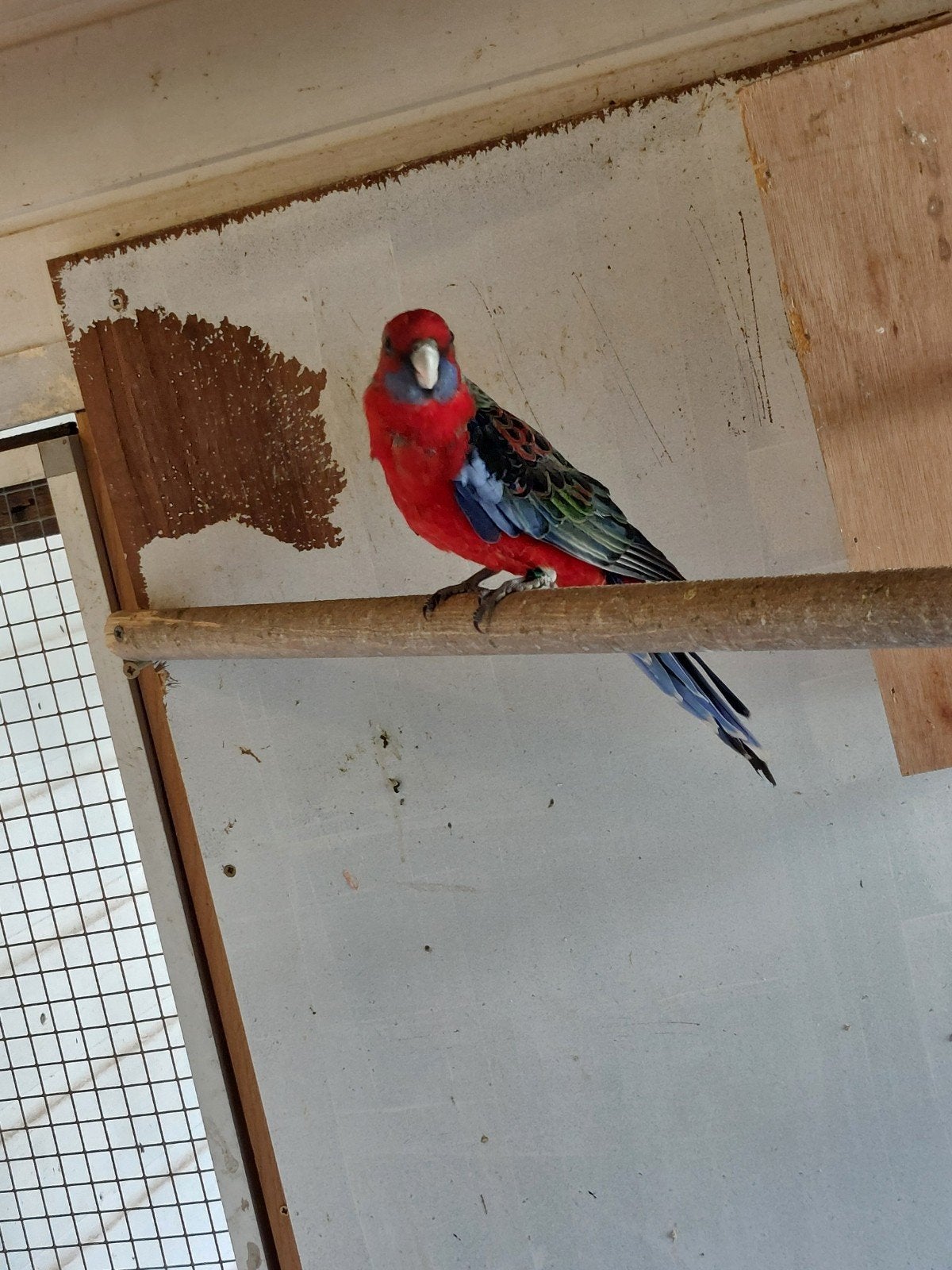 Pennant rosella man 26, Dieren en Toebehoren, Vogels | Parkieten en Papegaaien, Mannelijk, Parkiet, Geringd