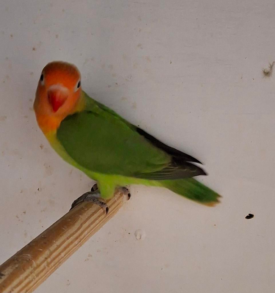Jonge lilianae dwergpapegaaien, Dieren en Toebehoren, Vogels | Parkieten en Papegaaien, Geslacht onbekend, Dwergpapegaai of Agapornis