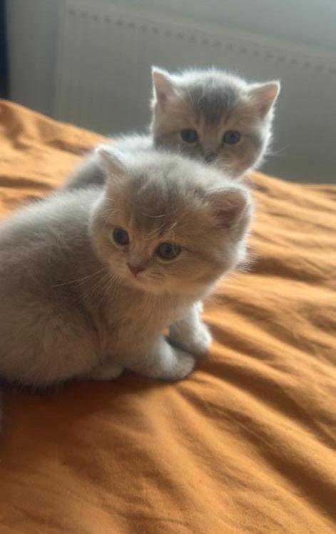 Britse Korthaar kittens 2 meisjes – geboren met Pasen, Meerdere dieren