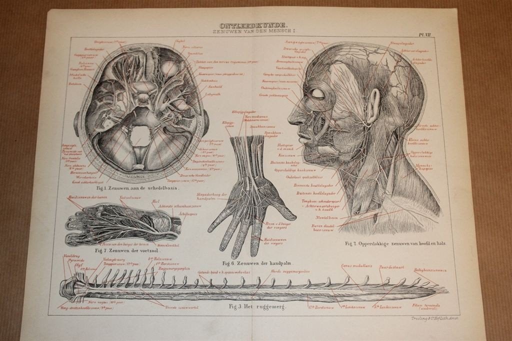 2 antieke anatomische prenten - Zenuwen v/d mens 1875 !!, Verzamelen, Foto's en Prenten, Ophalen of Verzenden, Voor 1940, Zo goed als nieuw