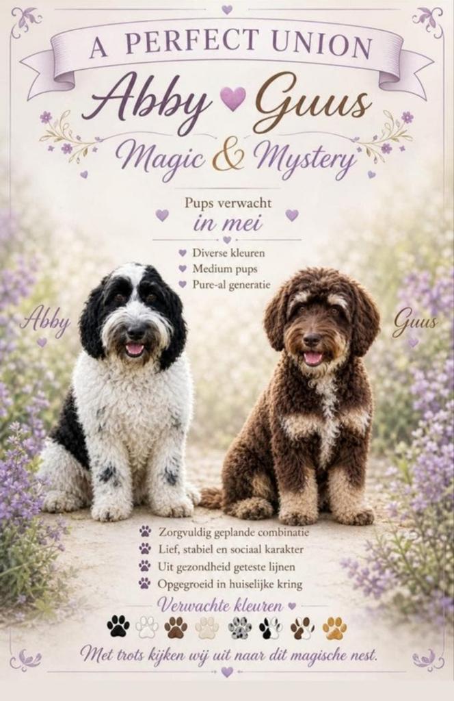 Australian Labradoodle puppy's Pure-AL stamboom ALAEU, Dieren en Toebehoren, Parvo, Nederland, Overige rassen, 8 tot 15 weken
