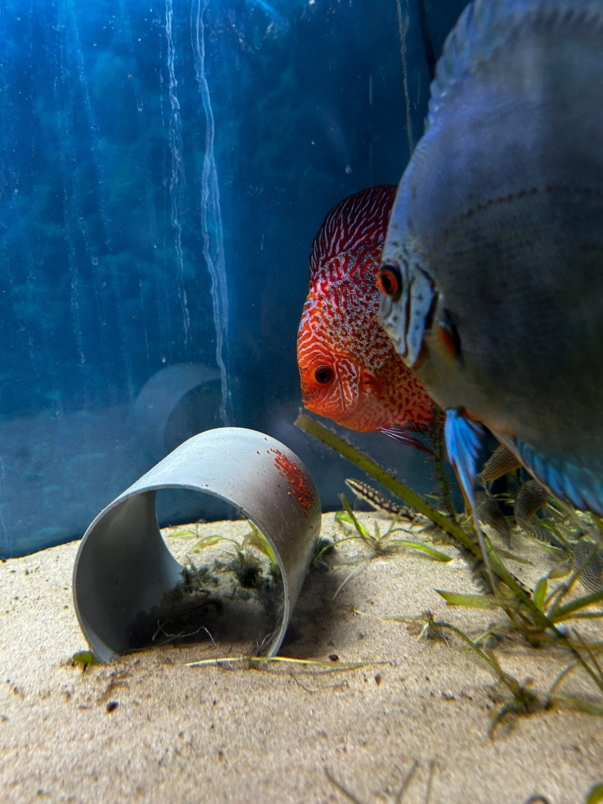 Discus vis koppel, Vis, Zoetwatervis, Schoolvis