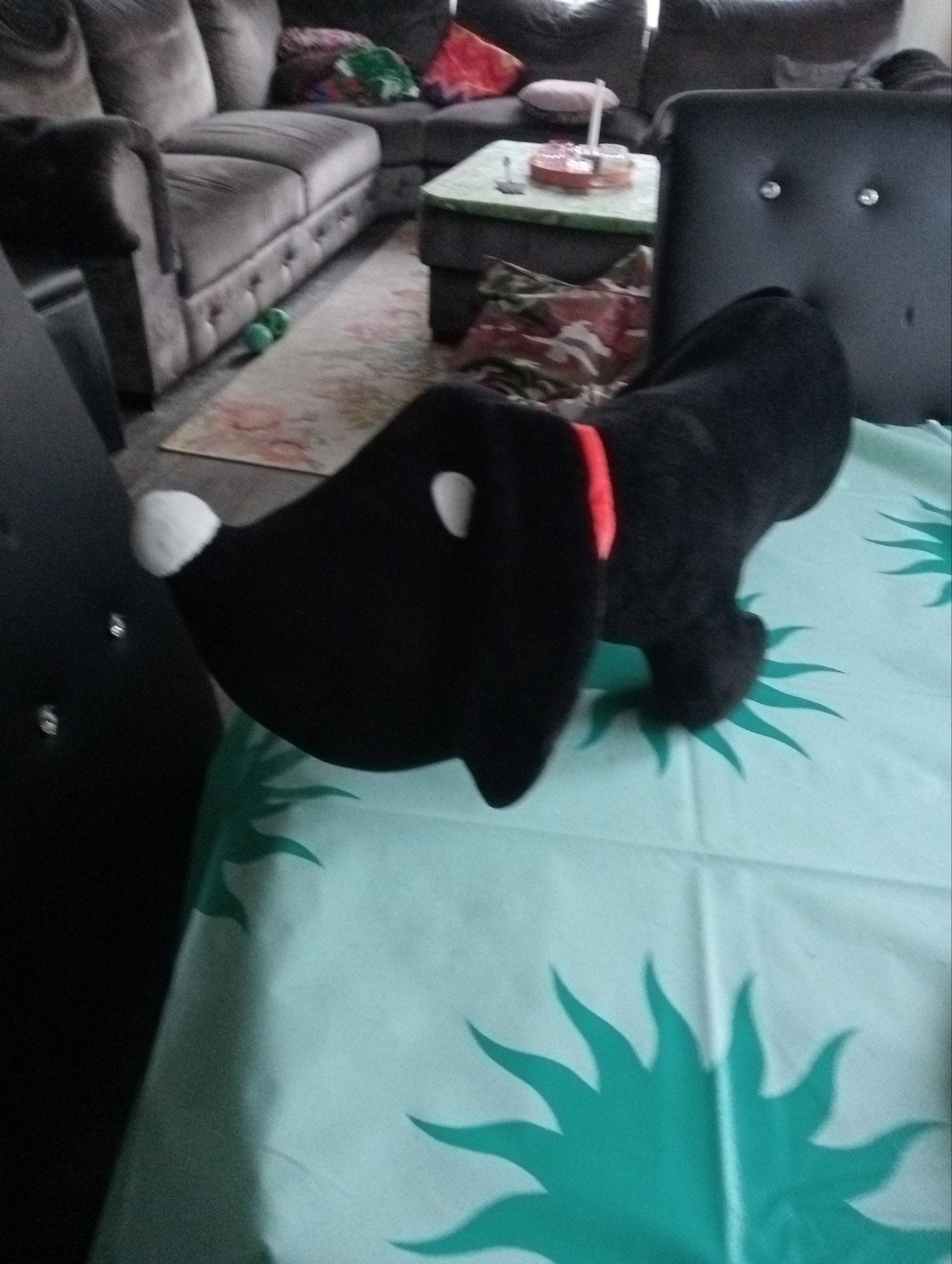 Zwarte knuffelhond met rode halsband taki hema, Gebruikt, Zwart, Middelgroot (20 tot 80 cm), Hond