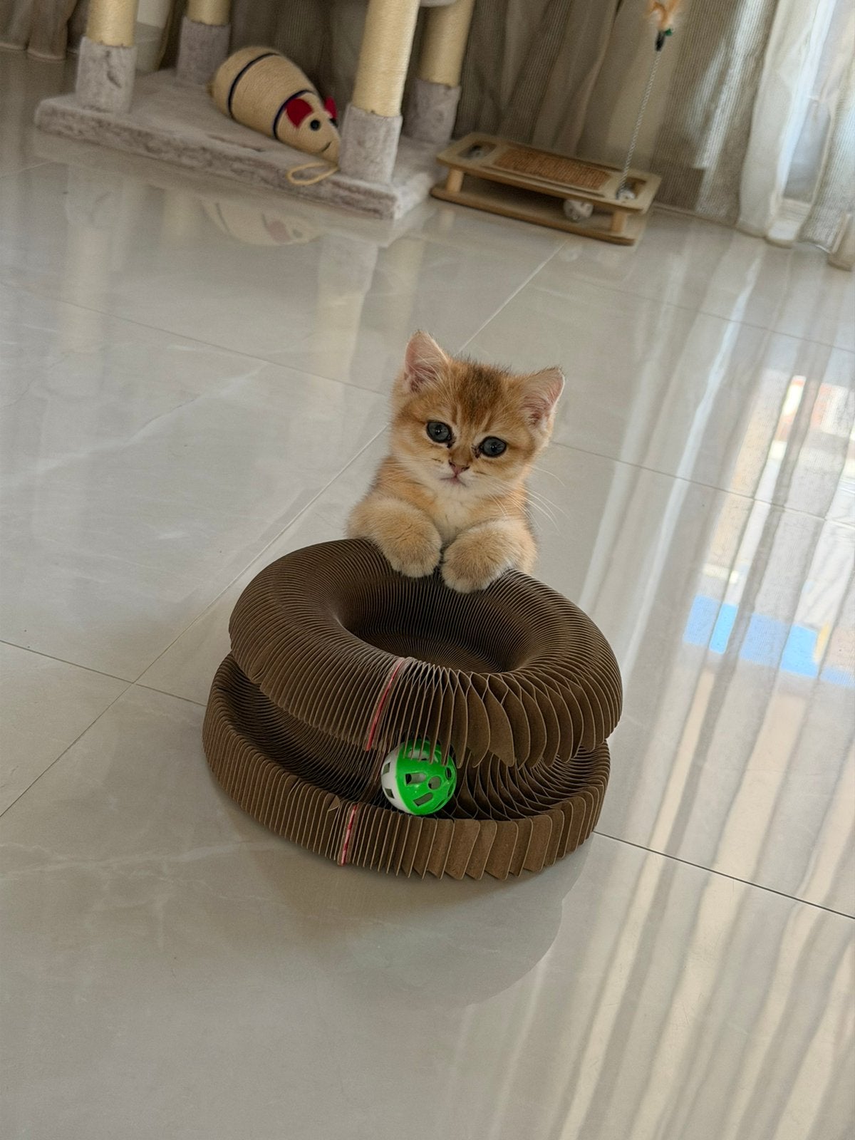 Britse Korthaar Kitten Golden Shaded, Dieren en Toebehoren, Kater, Ontwormd, 0 tot 2 jaar