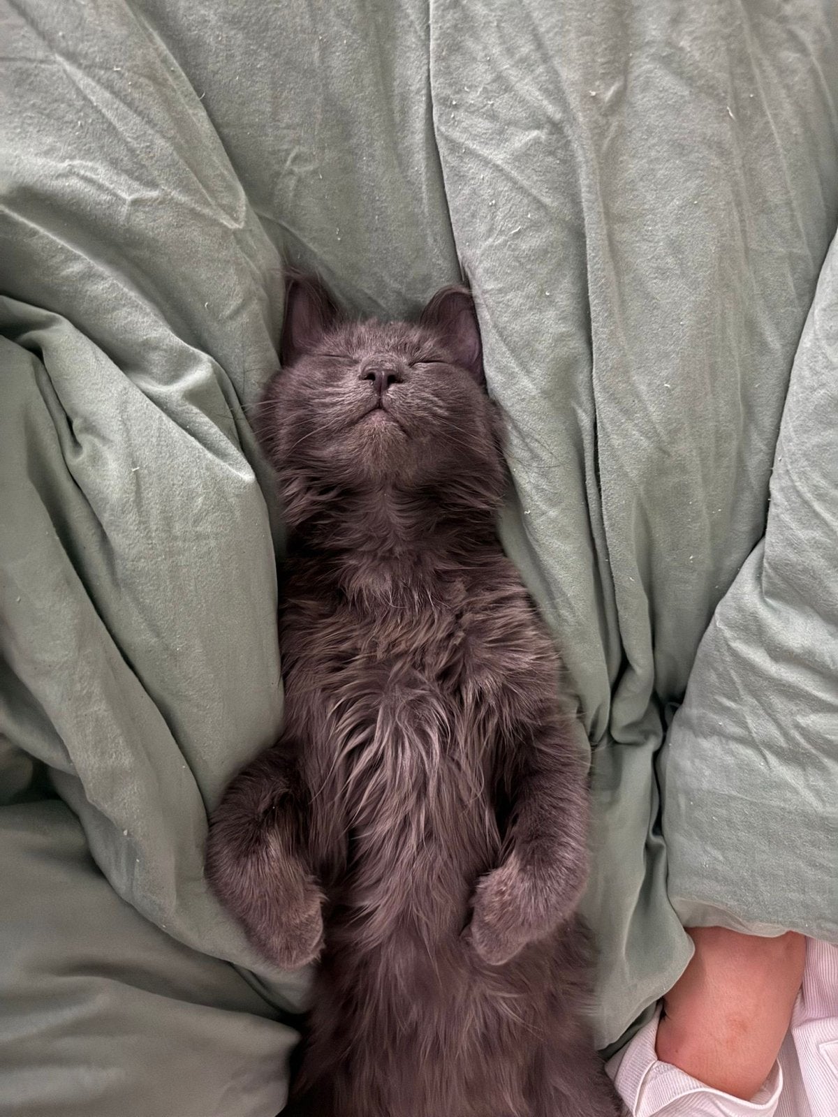 Maincoon / Ragdoll kitten ter adoptie, Poes