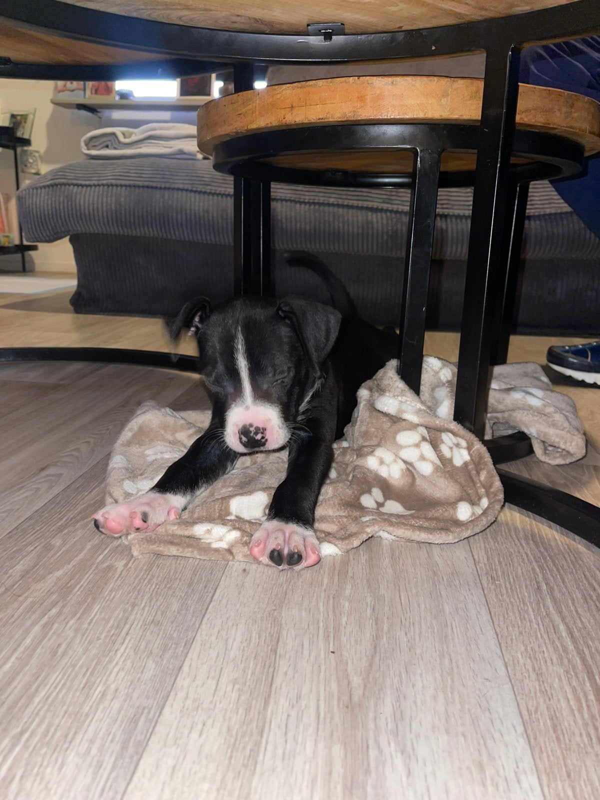 (2 pups) Amerikaanse stafford/bully x herder, Dieren en Toebehoren, 8 tot 15 weken, CDV (hondenziekte), Bulldog, Meerdere
