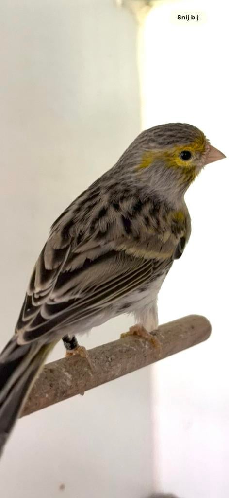 Kanarie MAN Agaat Geel Mozaiek 2025, Dieren en Toebehoren, Vogels | Kanaries, Mannelijk, Kleurkanarie