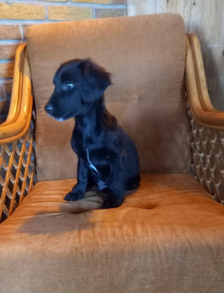 Jack Russel kruising pups., Parvo, Jack Russell Terriër, Reu, 8 tot 15 weken