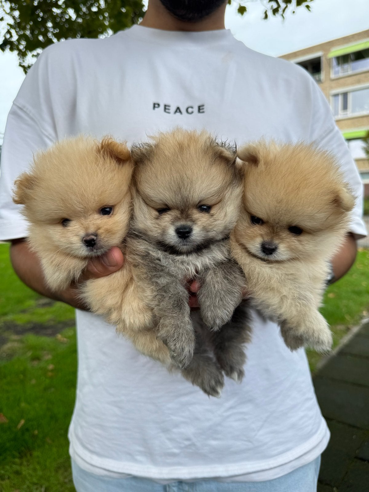 Pomeranian | Pomeriaan pups – 2 reutjes, Overige rassen, 8 tot 15 weken, CDV (hondenziekte), Meerdere