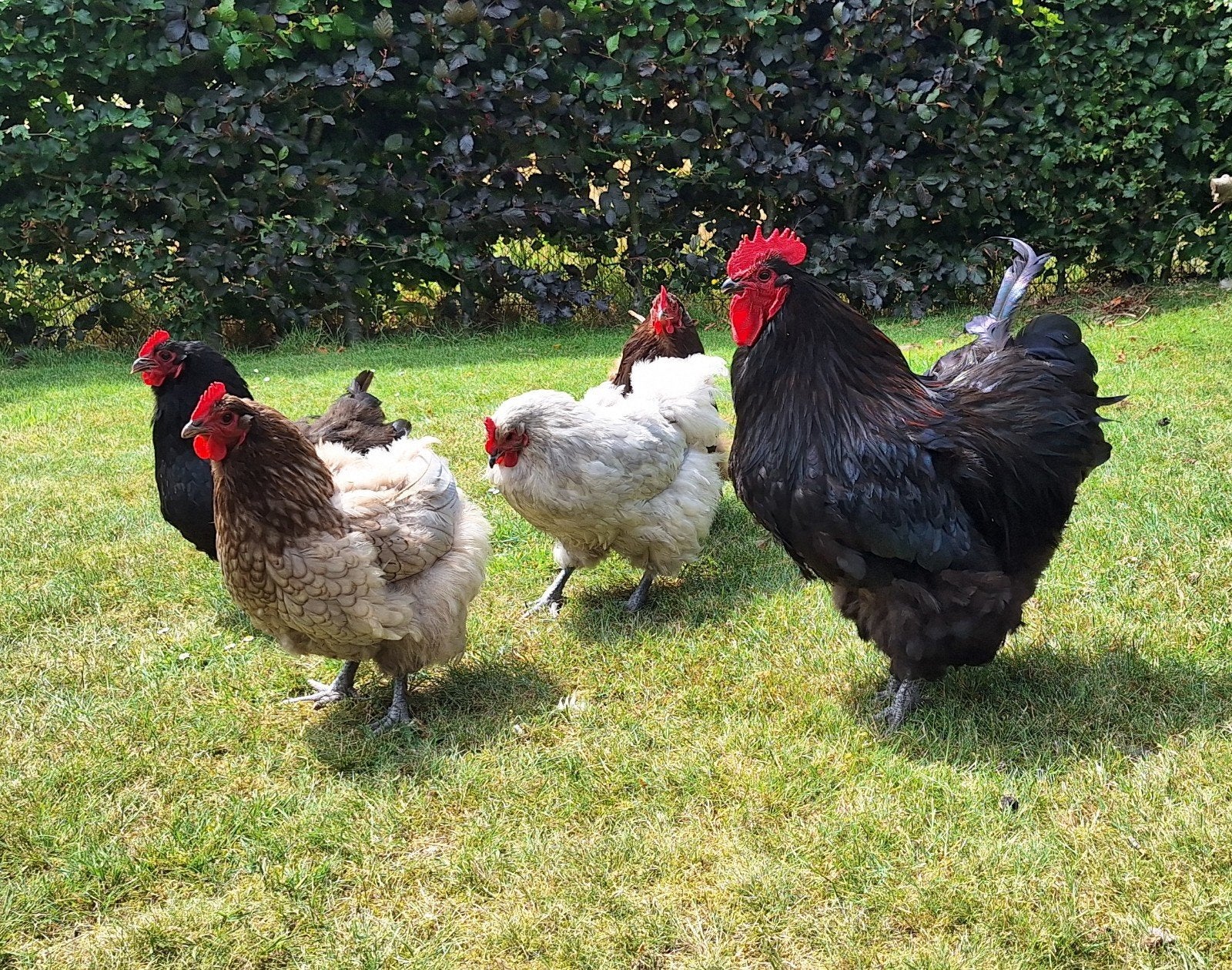 Toompje Orpingtons, Dieren en Toebehoren, Pluimvee, Meerdere dieren, Kip