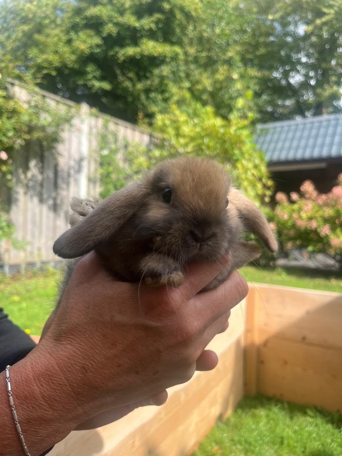 Lieve hangoor konijntjes, Dieren en Toebehoren, Konijnen, Meerdere dieren, Hangoor, 0 tot 2 jaar