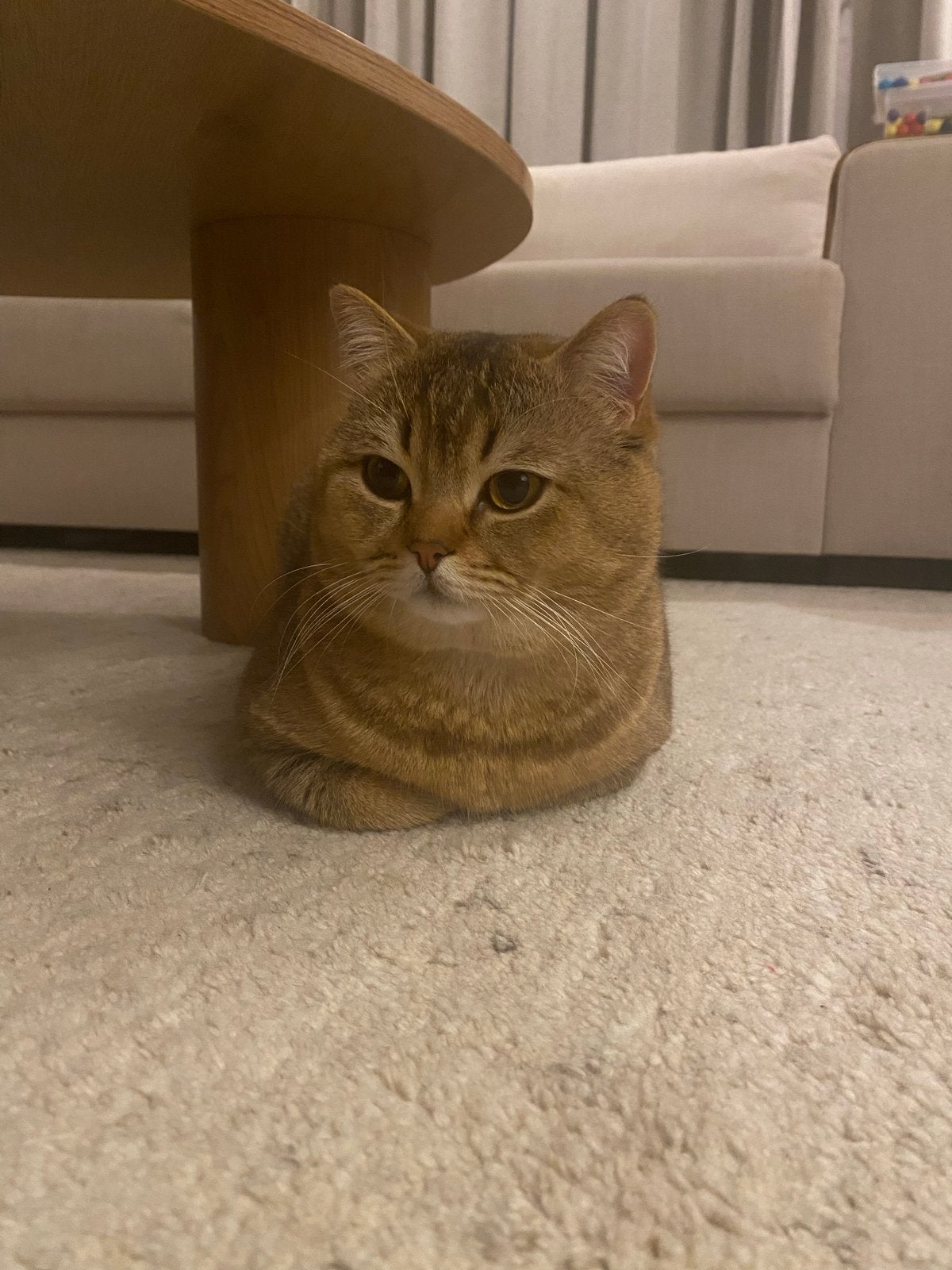 Golden Shaded Britse Korthaar 2 jaar oud, Dieren en Toebehoren, Katten en Kittens | Overige Katten, Kater, Kortharig, 0 tot 2 jaar