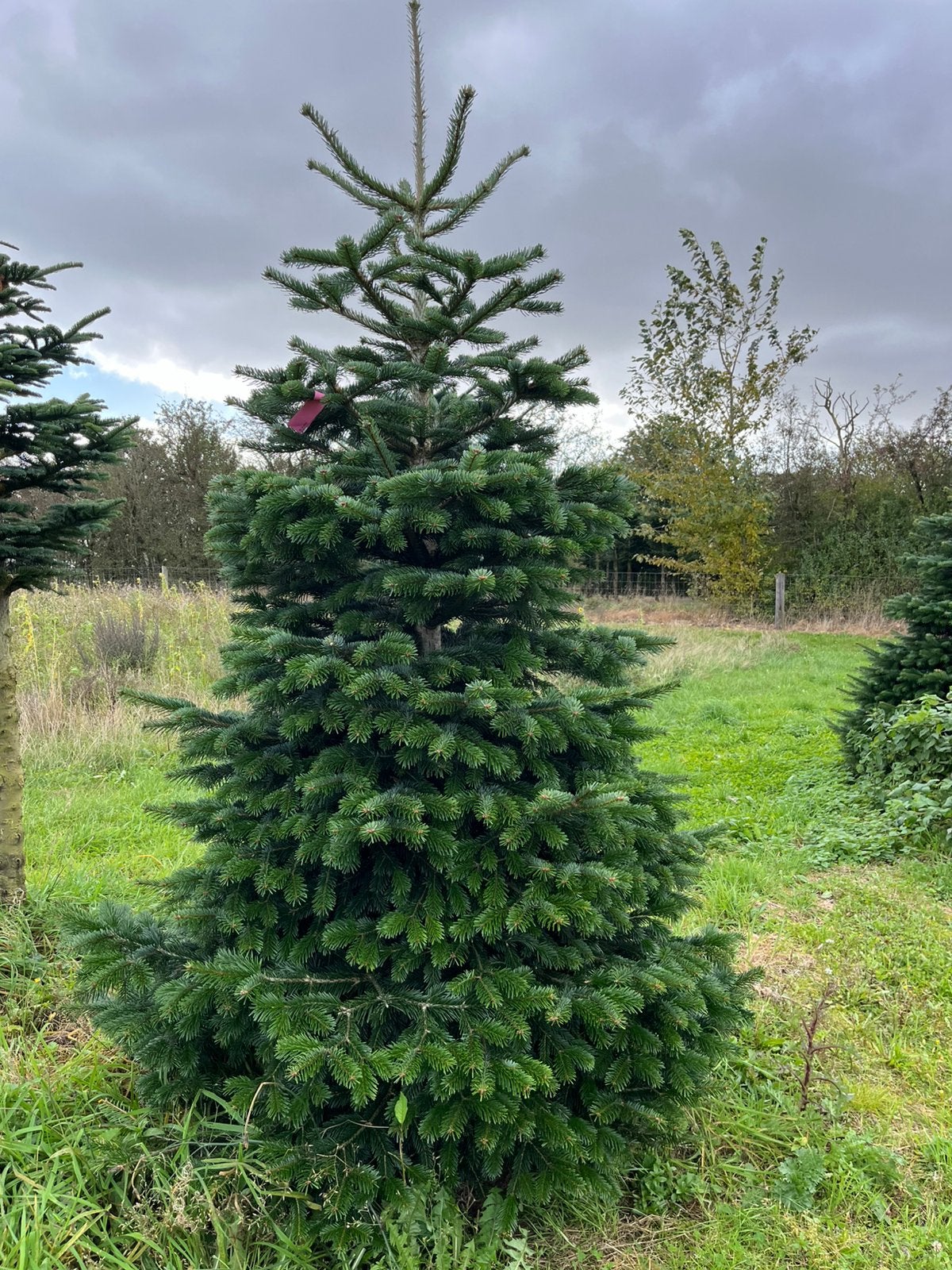 Kerstbomen beurs Renswoude Easyfix, Overige soorten, Minder dan 100 cm, Zomer, Ophalen