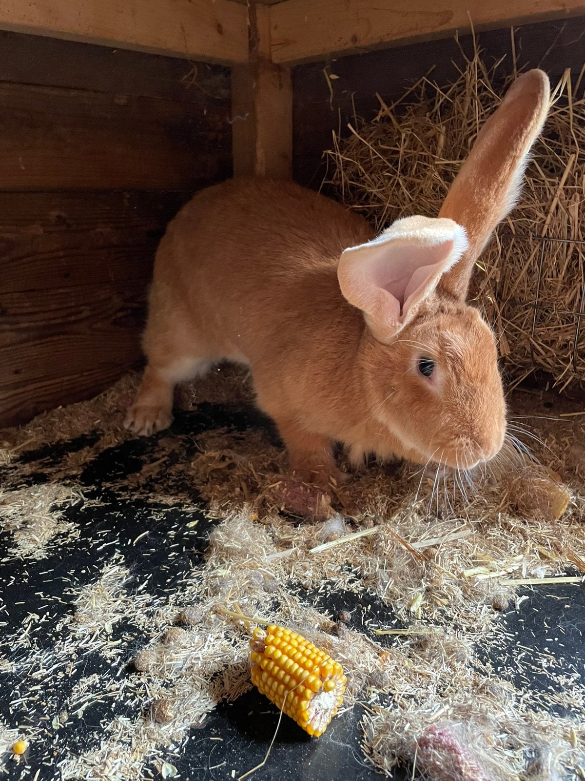Mooie gele vlaamse reus voedster, Dieren en Toebehoren, Konijnen, Vrouwelijk, Groot