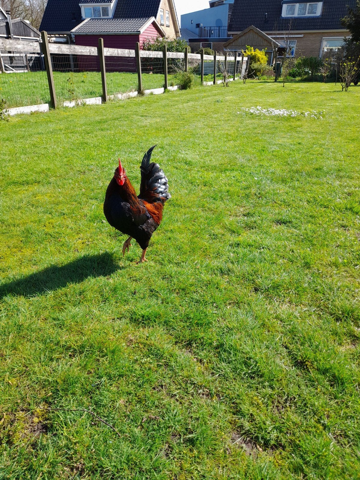 Barnevelder kriel, Mannelijk, Kip
