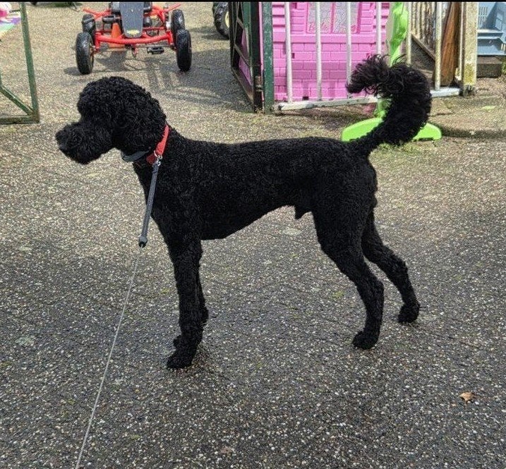 Labradoodle x Koningspoedel, 1 tot 2 jaar, Eén hond, Nederland, Particulier