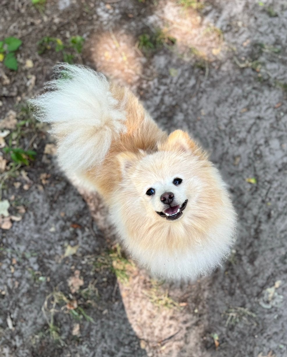| VERKOCHT| Allerliefste crème pomeriaan reutje, 10 maanden, Keeshond, 15 weken tot 1 jaar, Reu, Parvo