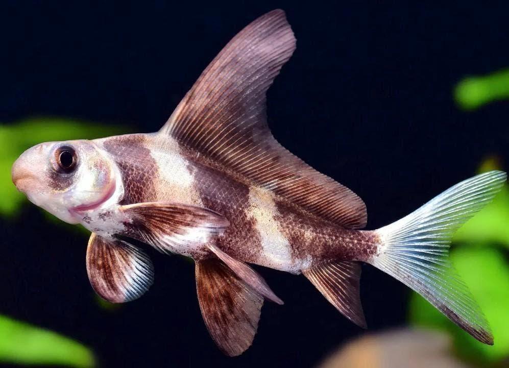 Chinese Wimpelkarper, spiegelkarper, graskarper, winde,zeelt, Dieren en Toebehoren, Karper of Koi