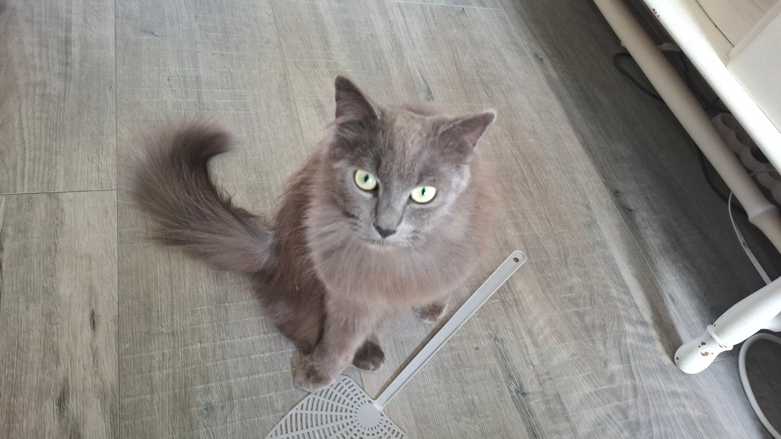 Langharige kater zoekt nieuw huisje., Kater