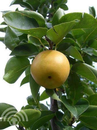 FRUIT Pyrus pyri. 'Shinseiki' Nashipeer appelpeer voedselbos, Volle zon, Vaste plant, Ophalen of Verzenden, Fruitplanten