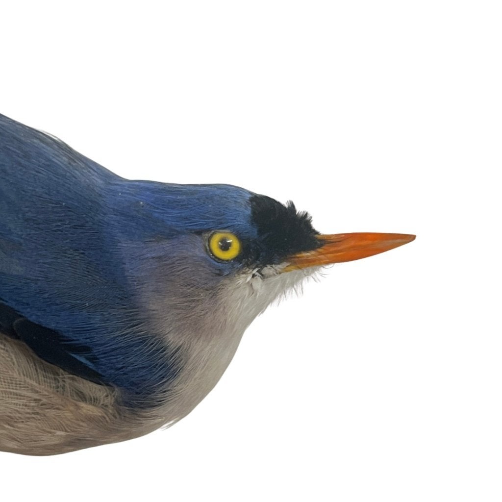 Opgezette Pluchekap Boomklever, Ophalen of Verzenden, Nieuw, Vogel, Opgezet dier