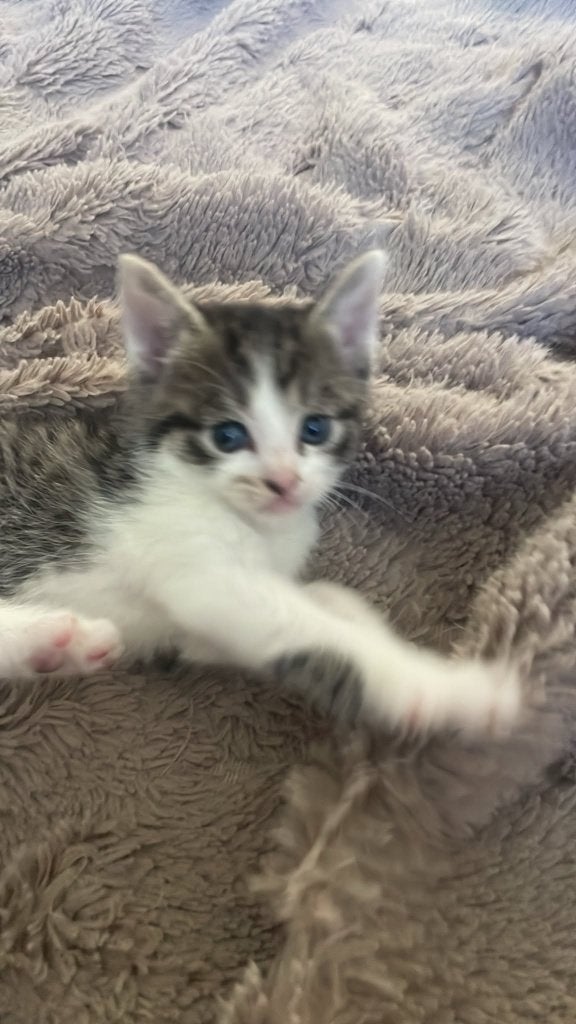 Mooie nestje cypers kittens te koop, Dieren en Toebehoren, Katten en Kittens | Raskatten | Korthaar, Meerdere dieren, Ontwormd