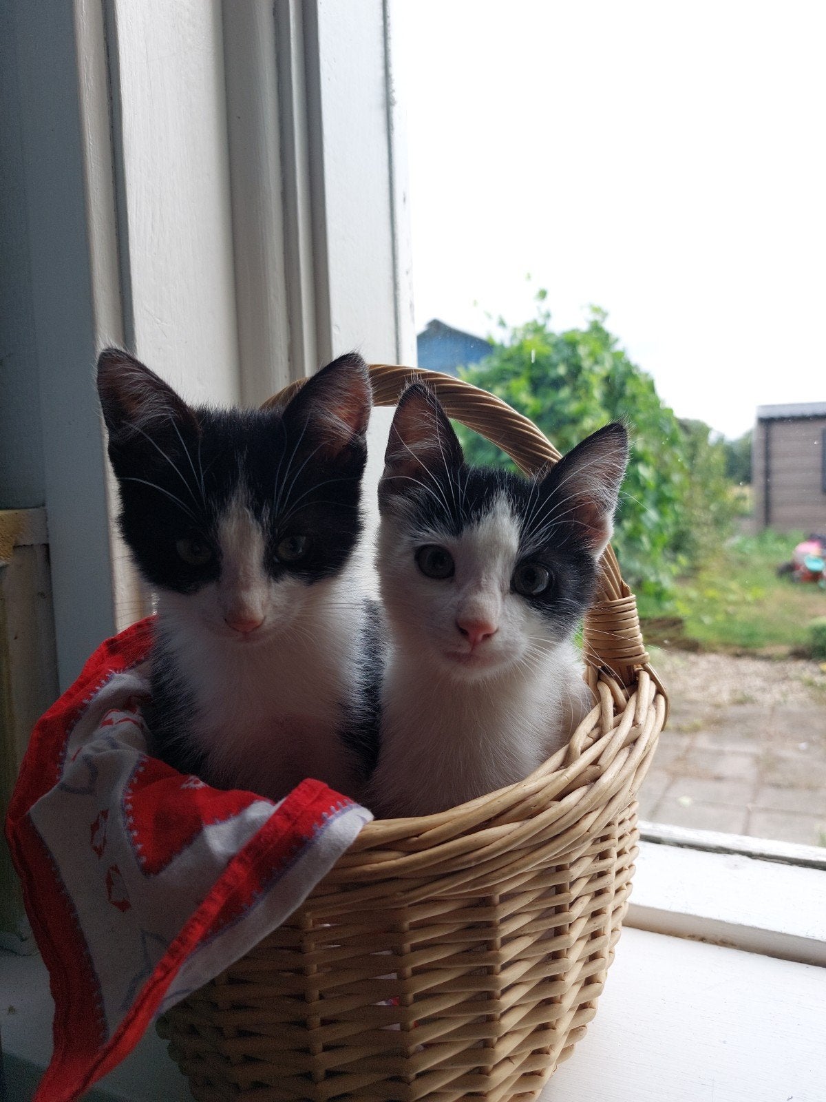 2 lieve boerderij kittens, Dieren en Toebehoren, Meerdere dieren