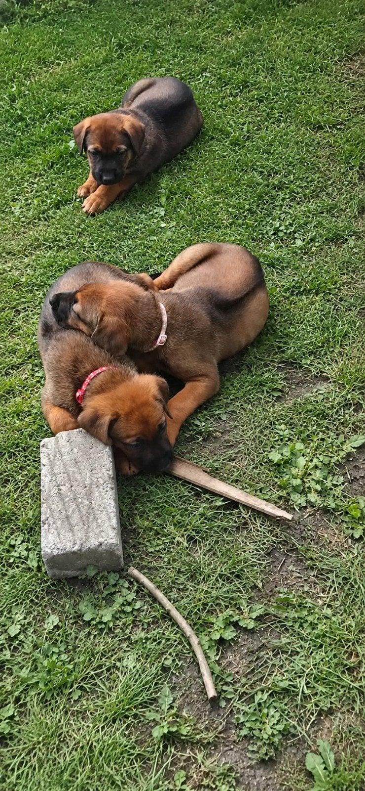 Prachtige pups, Duitse herder x Rhodisian ridgeback, 8 tot 15 weken, Groot, Meerdere, Meerdere dieren