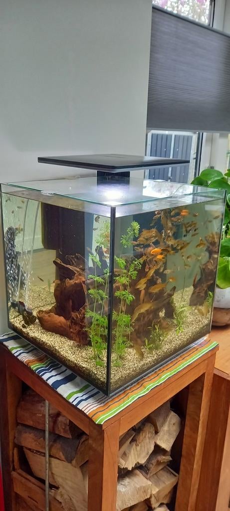 SuperFish aquarium QubiQ 60 Pro zwart 60 L, Dieren en Toebehoren, Ophalen, Zo goed als nieuw, Leeg aquarium, Superfish