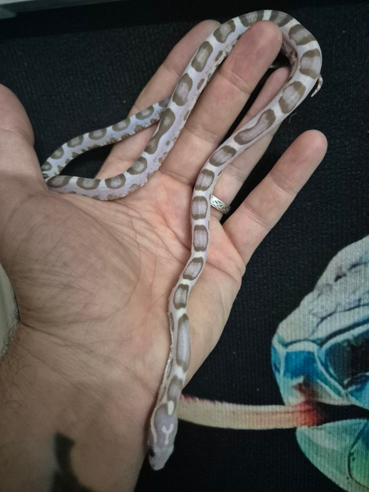 Scaleless ultramel anery,elaphe guttata,rattenslang, Slang, 0 tot 2 jaar