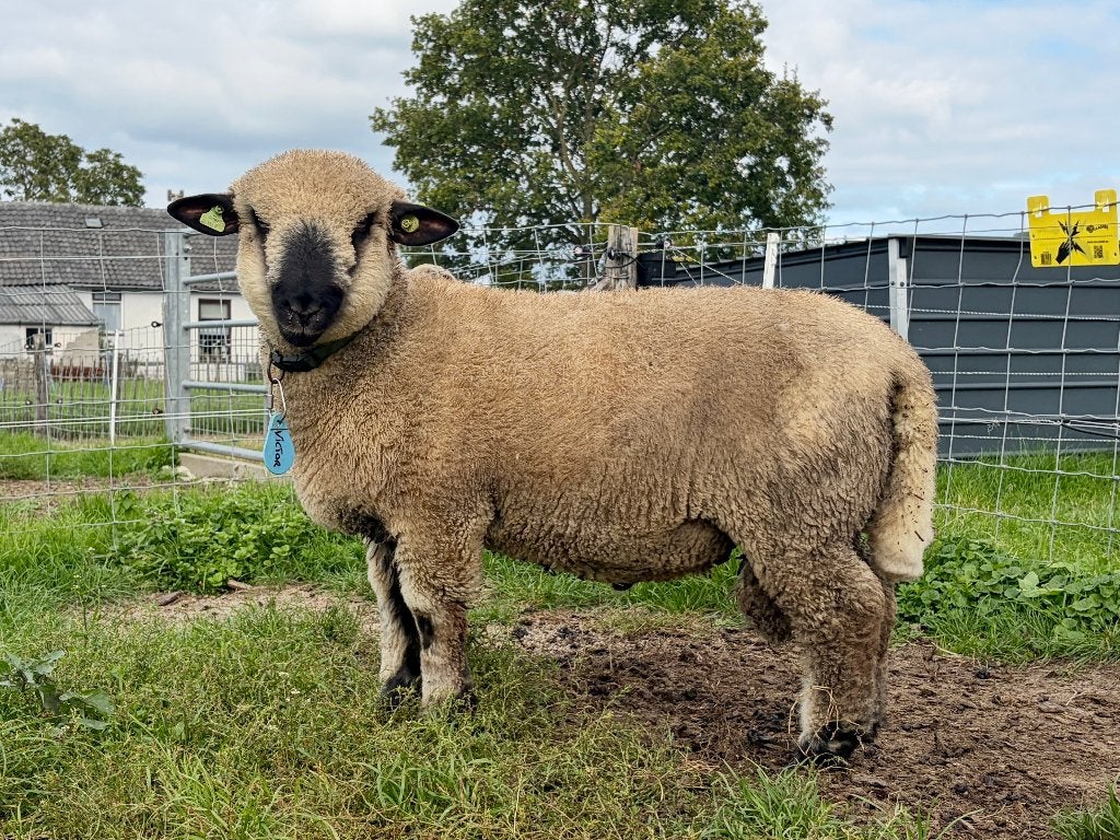 Ram (lam) Hampshire Down, Mannelijk, Schaap, 0 tot 2 jaar