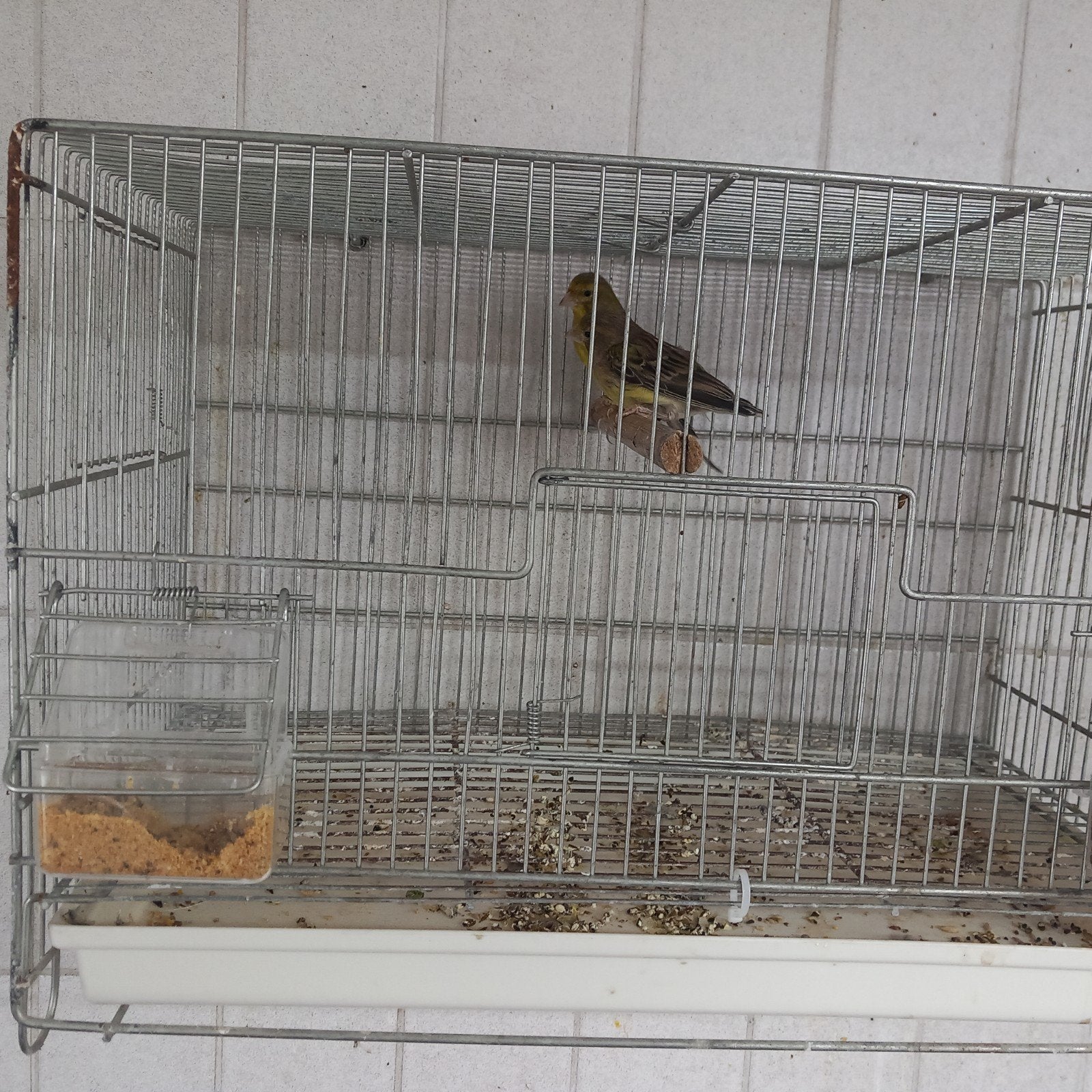 Wilde kanarie. Kweek kopel, Dieren en Toebehoren, Vogels | Hokken en Kooien, Ophalen of Verzenden, Hout, Broedkooi of Kweekkooi