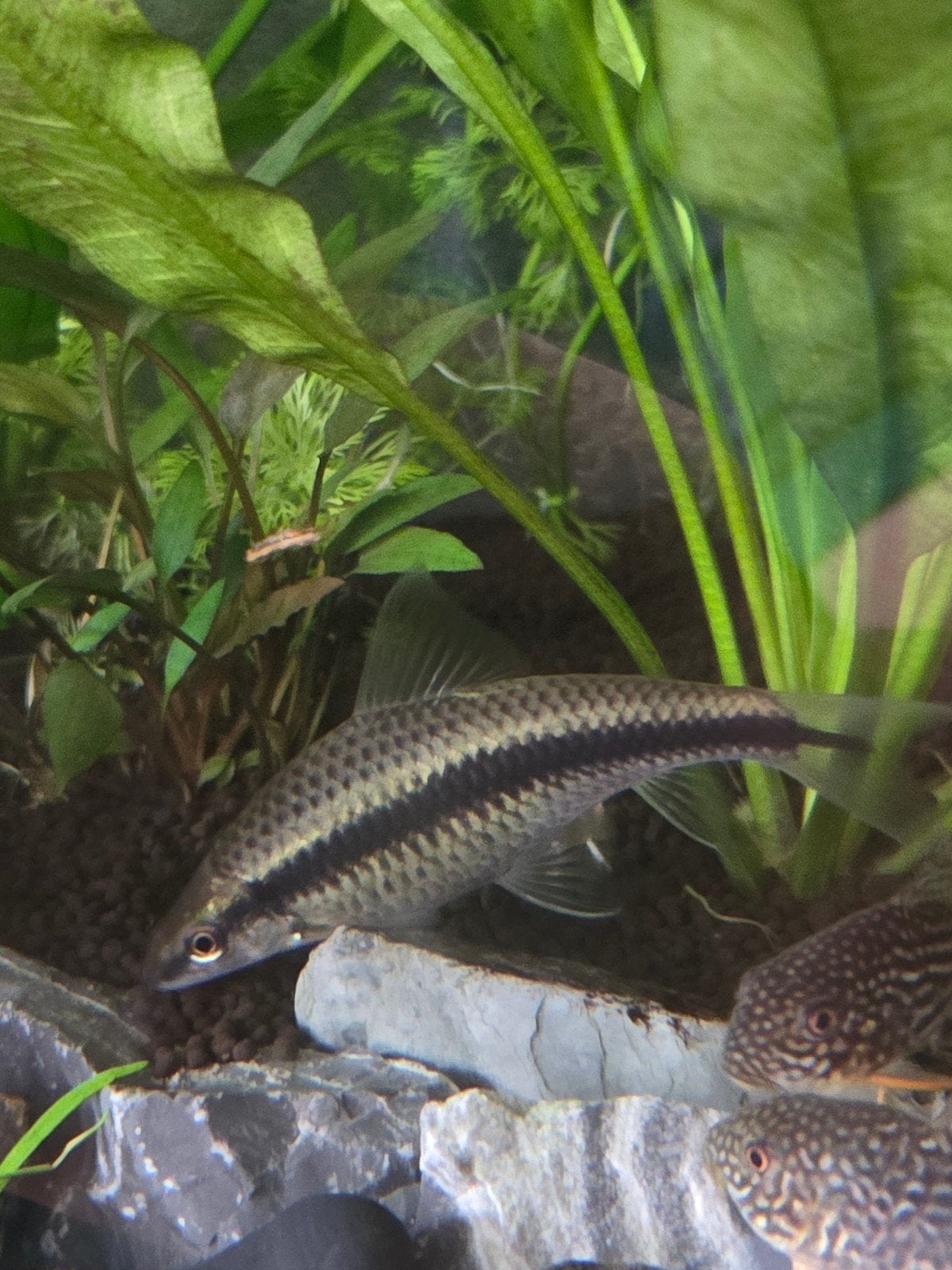 te koop Siamese algeneter, Dieren en Toebehoren, Vissen | Aquariumvissen, Vis, Zoetwatervis