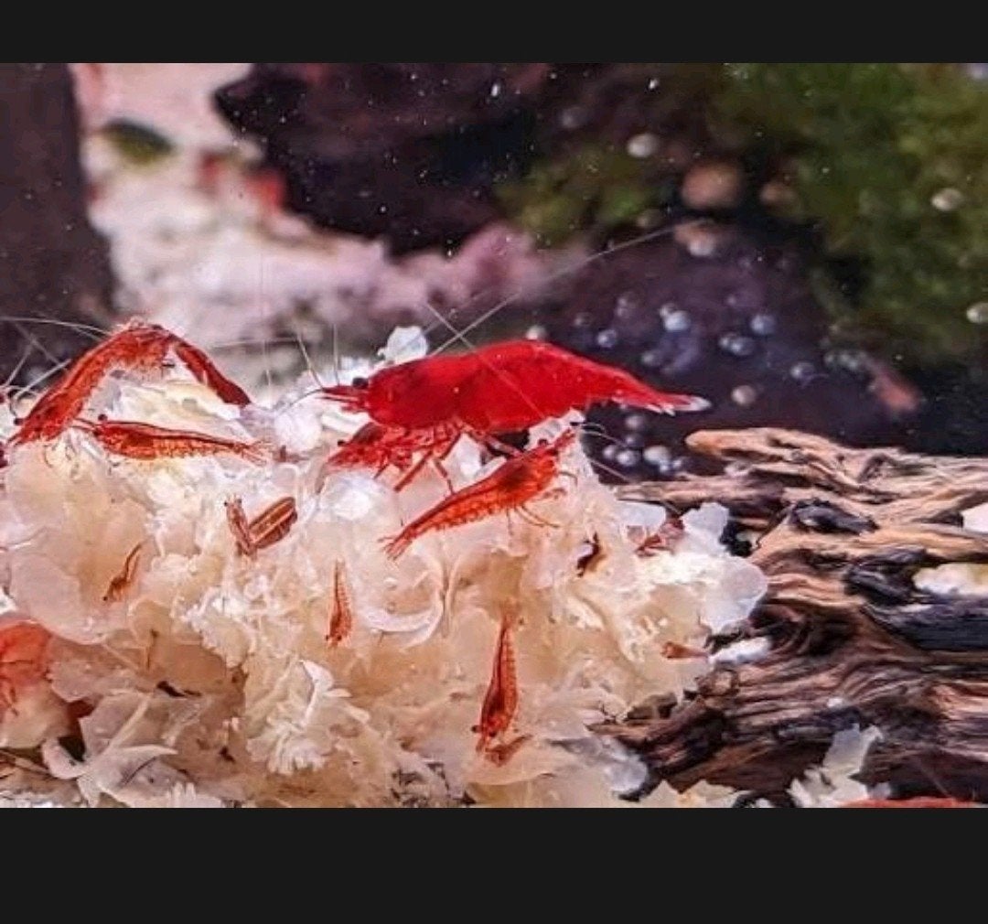 neocaridina bloody mary, Dieren en Toebehoren, Vissen | Aquariumvissen, Kreeft, Krab of Garnaal, Zoetwatervis