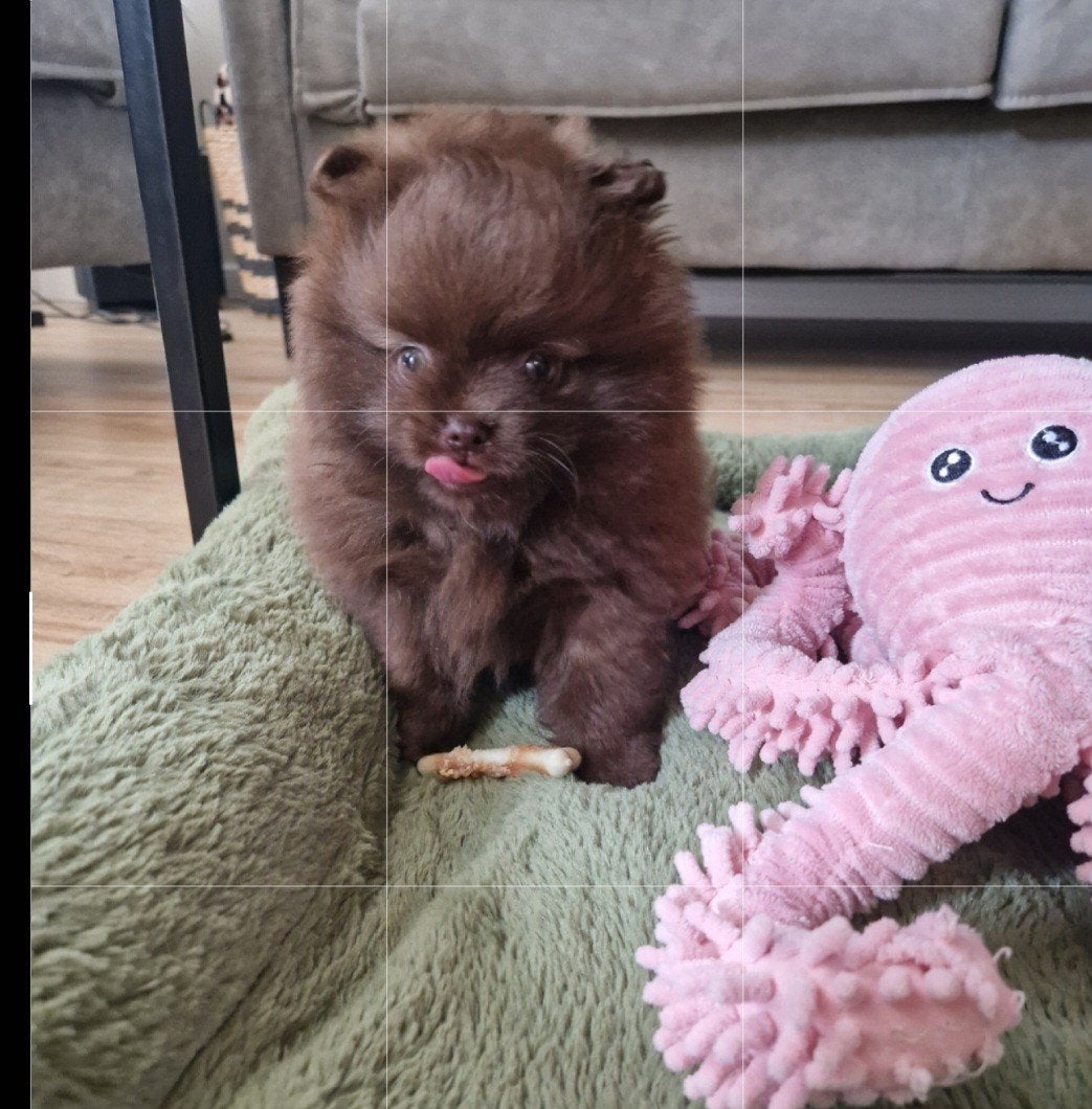 Pomeriaan Gezond 100%MiniBearFaceUnieke Chocolade kleur, Dieren en Toebehoren, Honden | Chihuahua's en Gezelschapshonden, Parvo