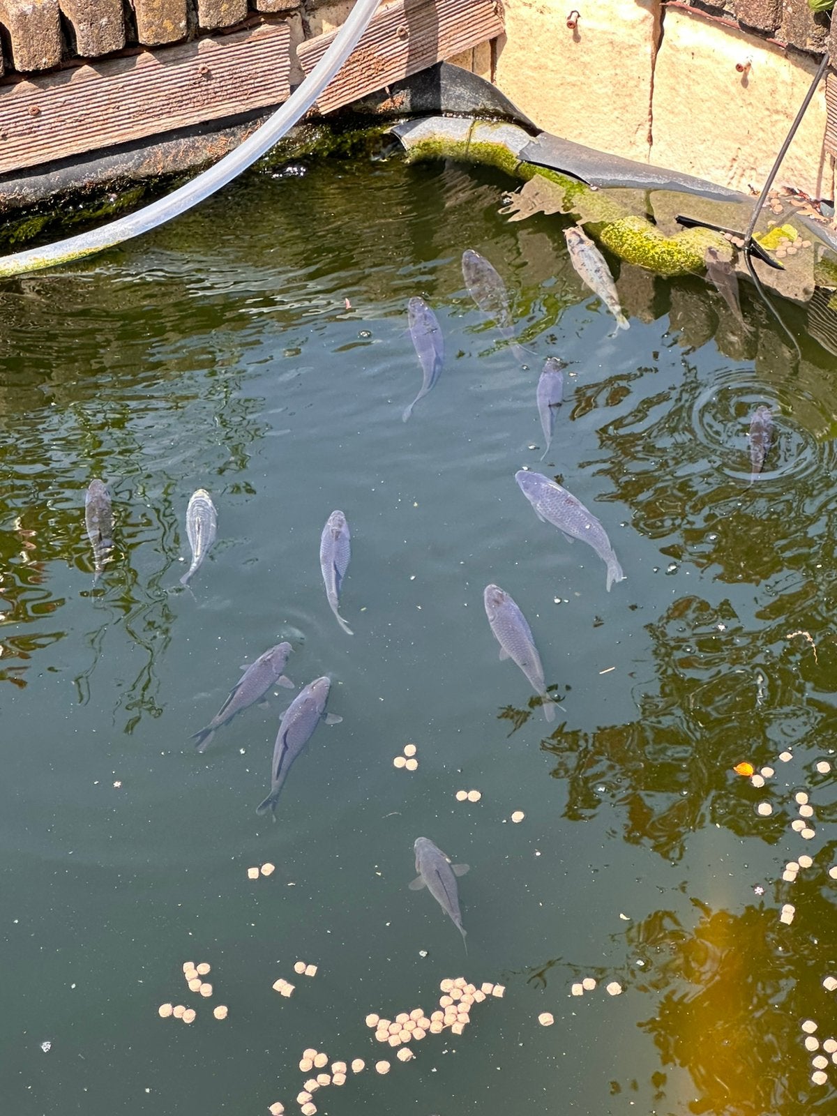 Jonge koi te koop, Tuin en Terras, Vijvers, Ophalen, Zo goed als nieuw