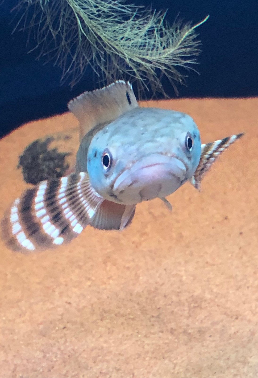Channa  pulchra, Vis