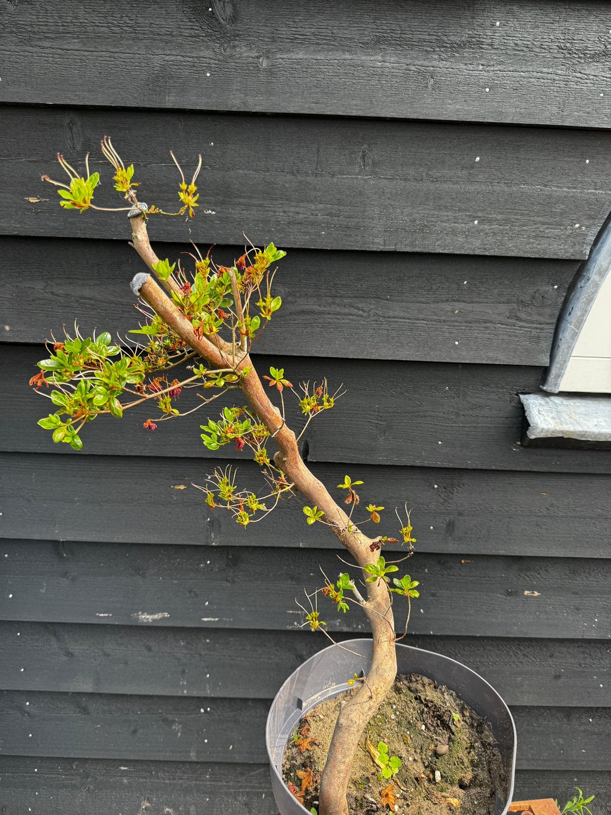 Pre bonsai Azalea japonica, Ophalen, Bloeit niet, Halfschaduw, Overige soorten